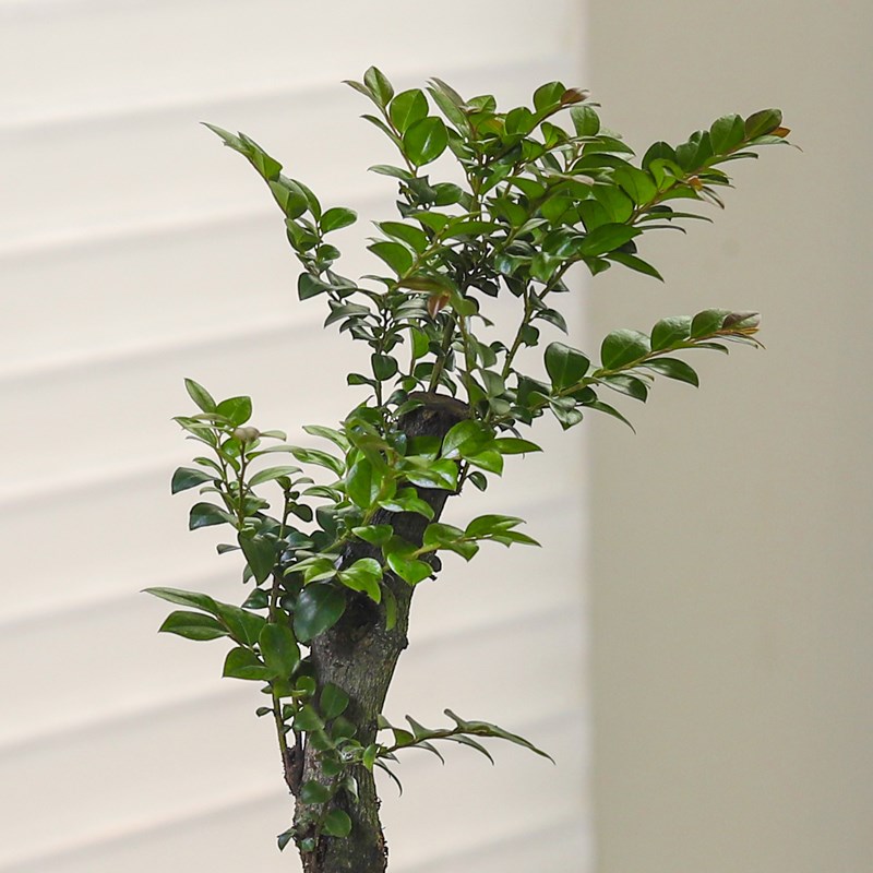 小叶紫檀盆景绿植盆栽室内办公室桌面花卉树苗植物老桩四季养活