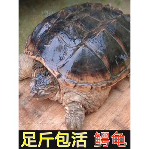 鳄龟食用鳄龟活物鳄鱼龟北美拟鳄龟人工养殖可食用活物