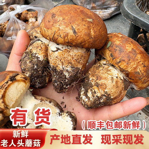 四川当季野生老人头菌1斤鲜菌