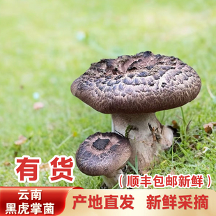黑虎掌菌野生獐子菌新鲜翘麟肉齿菌章子菌老鹰菌蘑菇菌子
