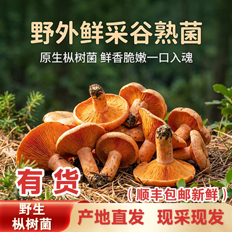 湖南野生黄枞菌新鲜中大朵