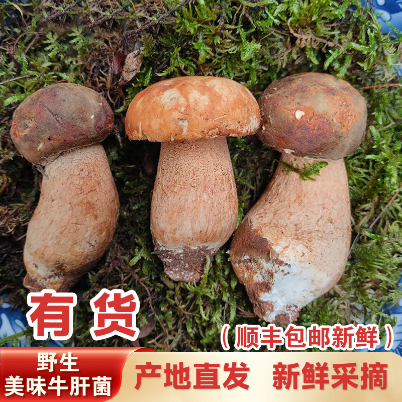 云南曲靖新鲜野生牛肝菌