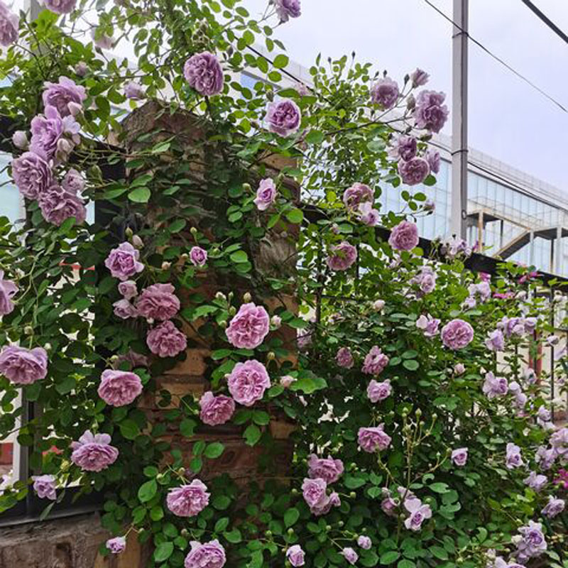 藤本月季蓝色阴雨花苗阳台庭院爬藤植物玫瑰花多季开蓝雨蔷薇花苗