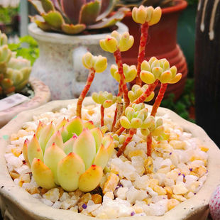 多肉铺面水晶砂天然粗河沙拌土种植营养介质肉肉铺面沙粒石子透气