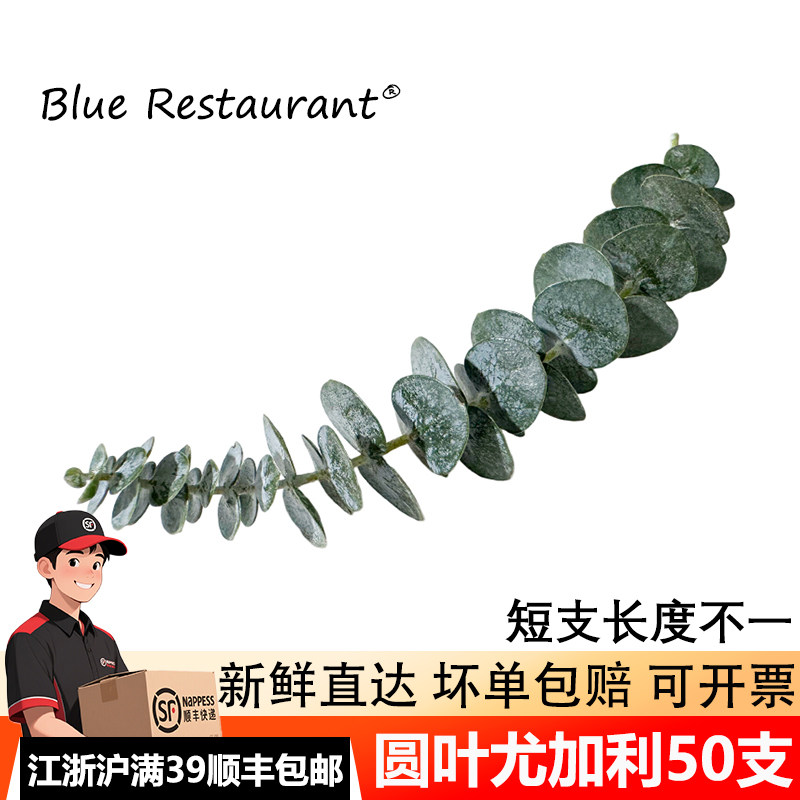 圆叶尤加利日料刺身海鲜造景摆盘