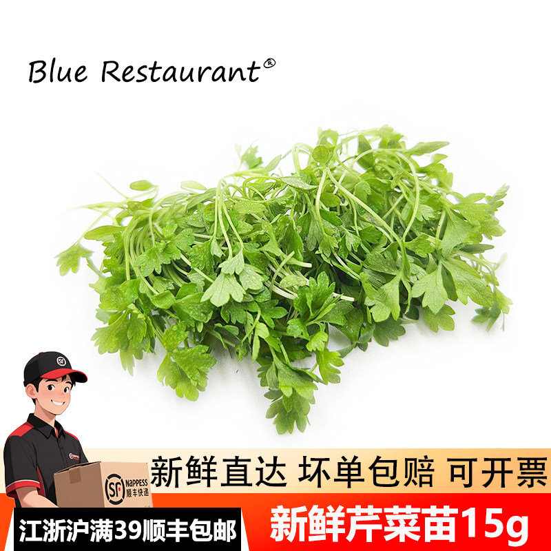 新鲜芹菜苗15g可食用芽苗菜