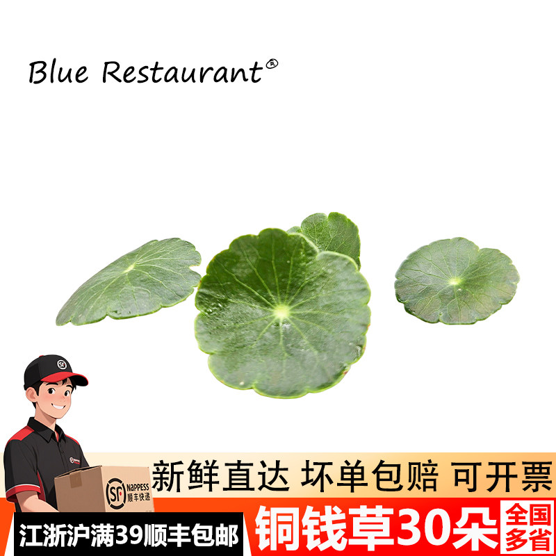 铜钱草新鲜小荷叶摆盘装饰点缀