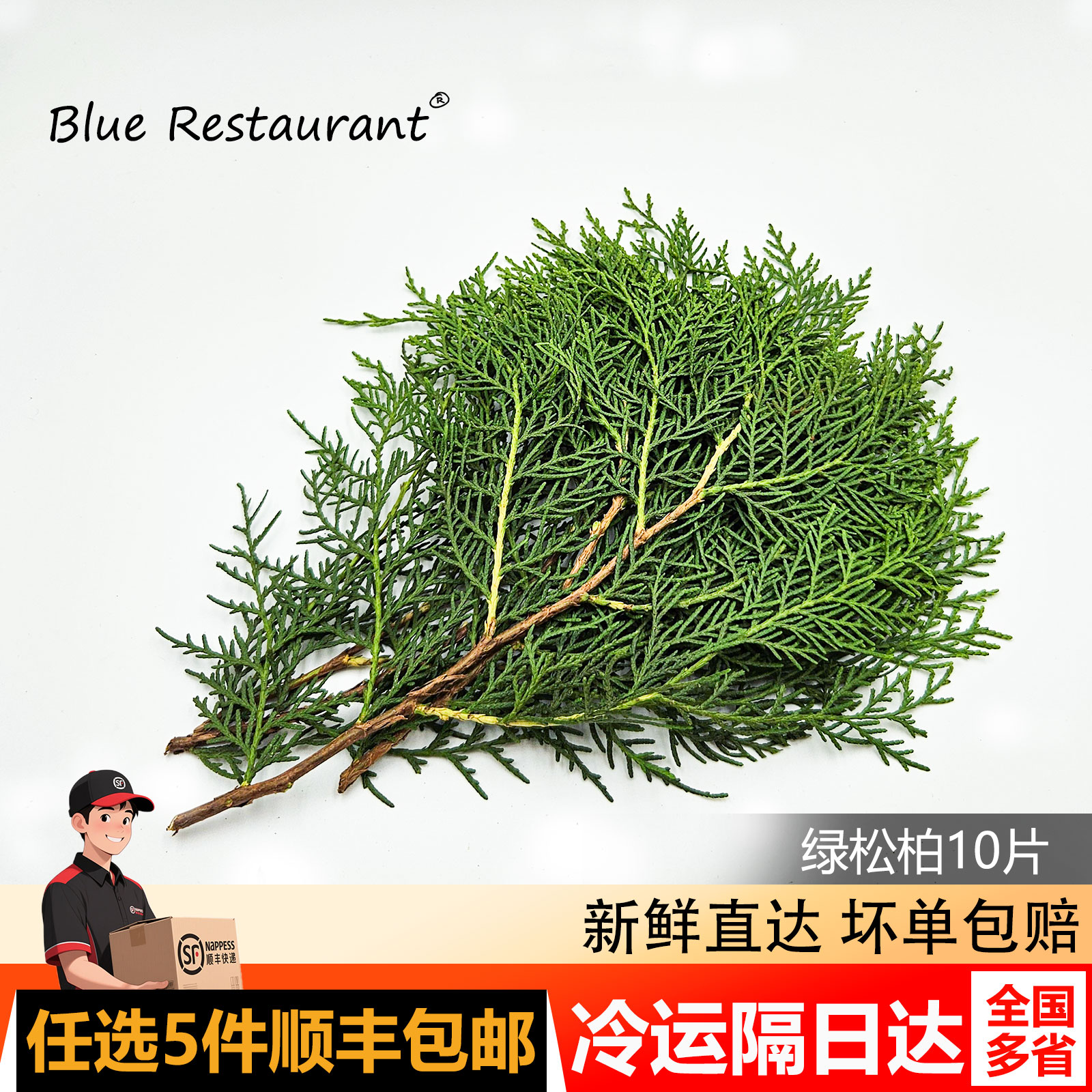 新鲜松柏叶绿松支日料刺身装饰