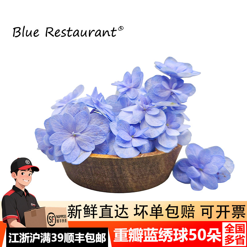 新鲜重瓣蓝绣球花50朵摆盘装饰造