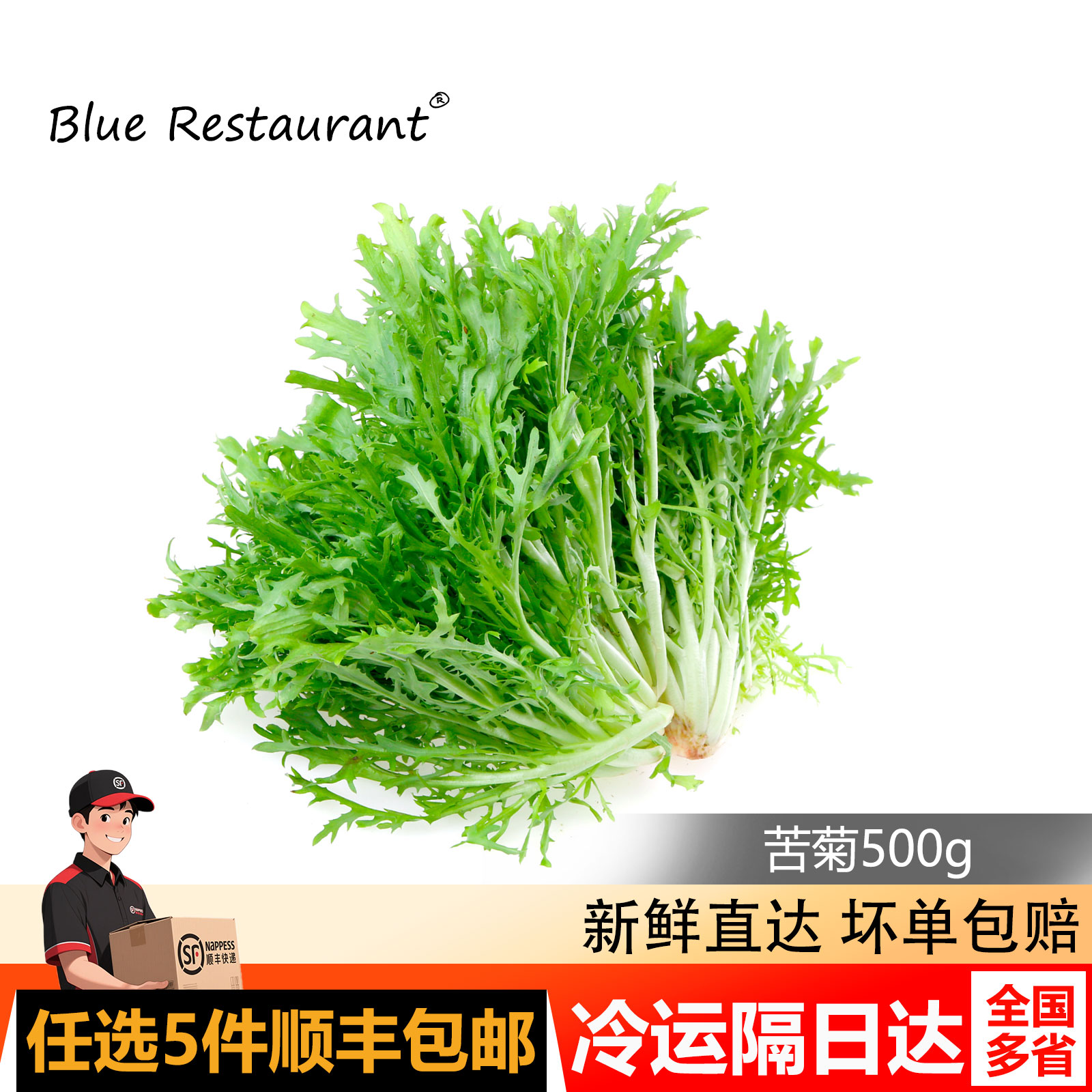 蓝餐厅新鲜苦菊500g生菜沙拉菜