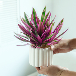 紫露兰盆栽室内前台花镜绿植好养活家中轻奢四季花卉婚礼油画吊兰