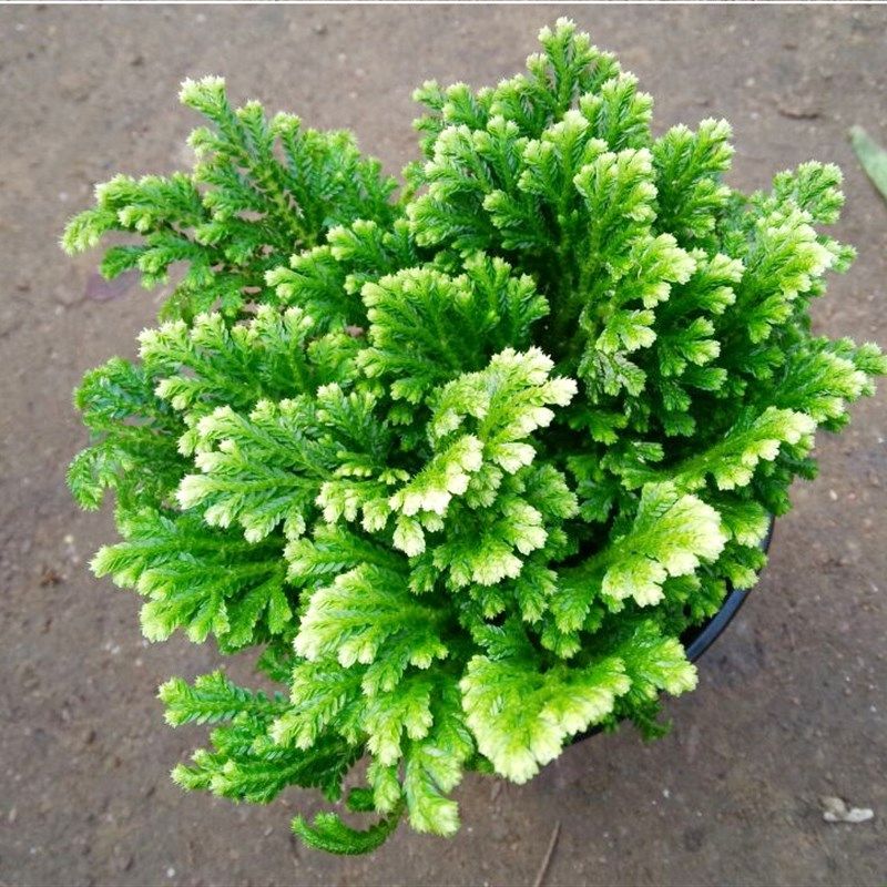 卷柏绿色盆栽植物卷白卷柏九死还魂草蕨类花卉复活草观叶常青绿植
