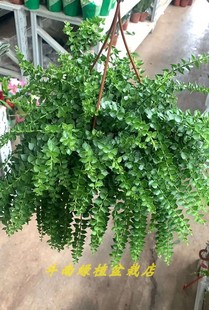 斗南绿植盆栽店垂钓绿植百万心阳台客厅书房办公室净化空气昆明发