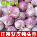 2025新云南独头干蒜紫皮蒜头紫皮独蒜红珍珠辣蒜蔬菜当季 大蒜头