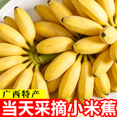 现摘广西小米蕉当季新鲜水果整箱自然熟banana9斤苹果蕉香蕉粉蕉