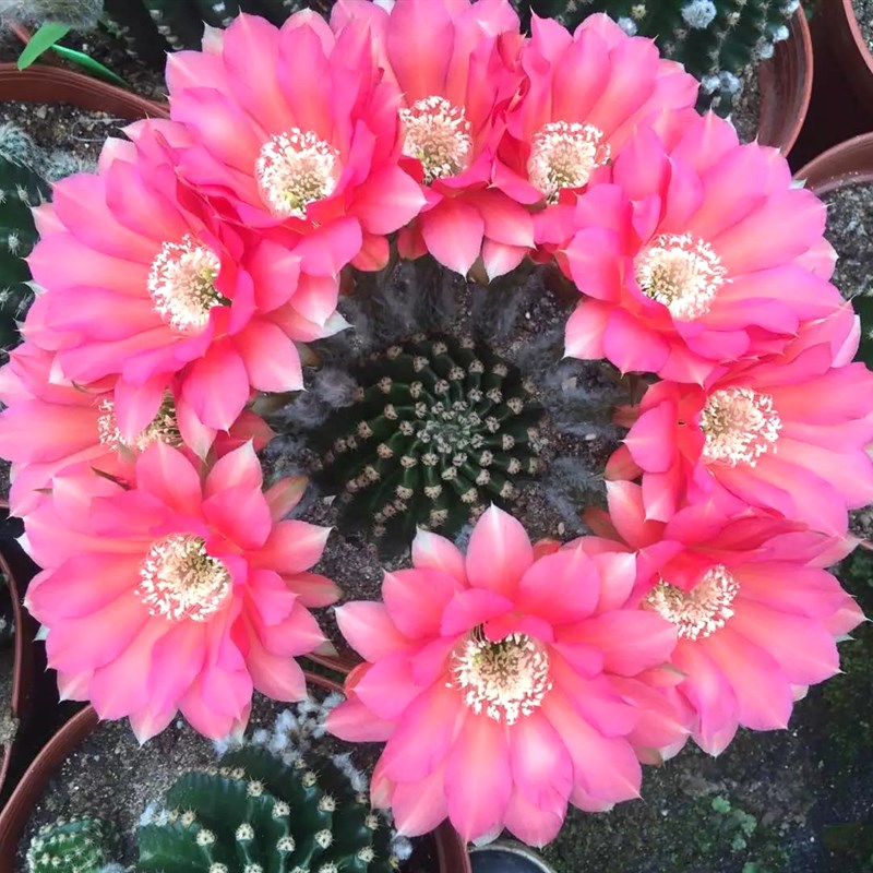 仙人球,仙人掌,龙舌兰,沙漠玫瑰龟甲龙等等块根类专用土