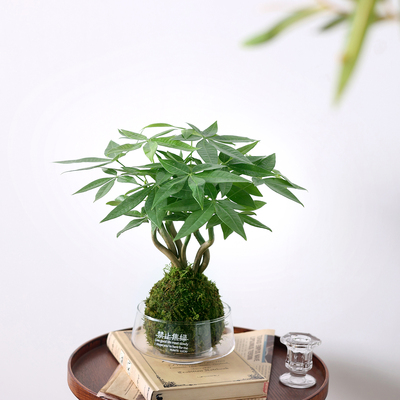 奇趣发财树盆栽水培植物办公室内桌面造型招财旺宅苔藓球绿植盆景