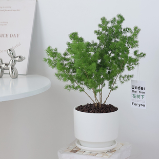 蓬莱松盆栽室内客厅绿植生肖猴招财植物老桩好养易活净化空气盆景