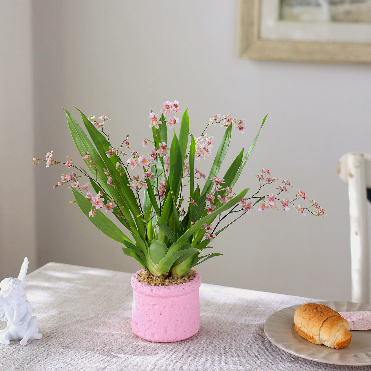 文心兰梦香兰盆栽带花苞花卉植物室内花办公室观赏花粉色花卉绿植,鲜花速递/花卉仿真/绿植园艺,国兰/杂交兰/洋兰类,淘宝优惠券,粉丝福利购,淘宝优惠卷
