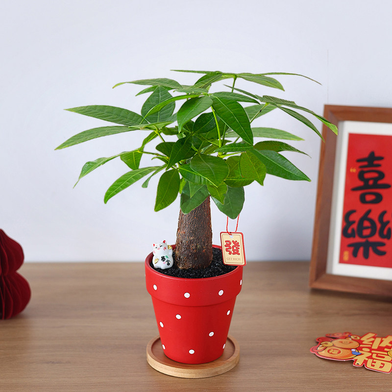 发财树小盆栽植物室内招财绿植办公室桌面好养活盆景旺宅创意摆件