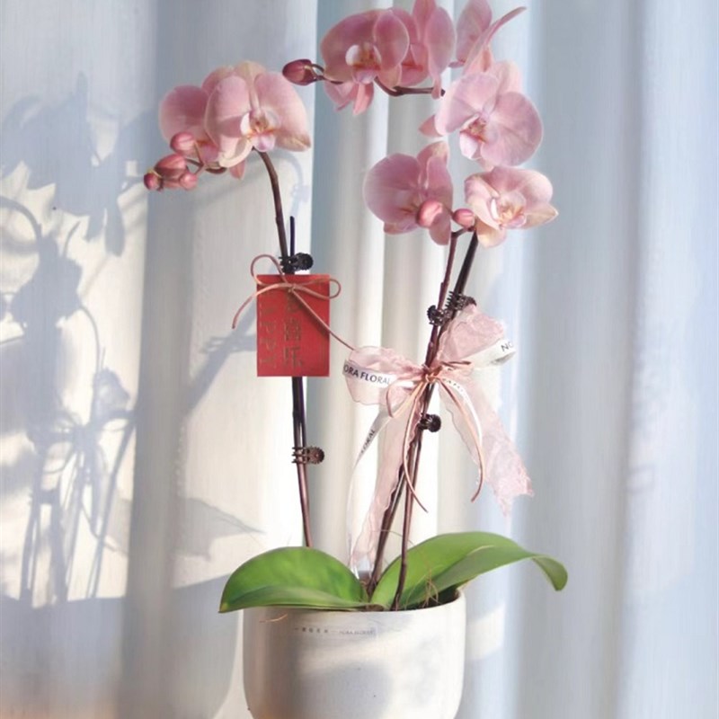 蝴蝶兰盆栽带盆土花卉室内植物花苗带花剑带大花新年桌面真兰花