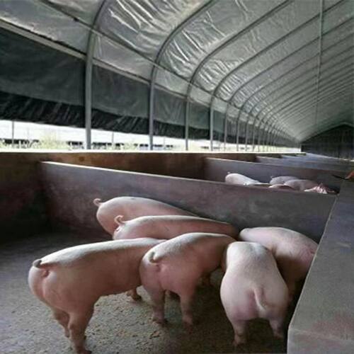 椭圆管圆管养殖大棚骨架全养鸡棚猪棚牛棚羊棚鸭棚鹅棚保温暖棚