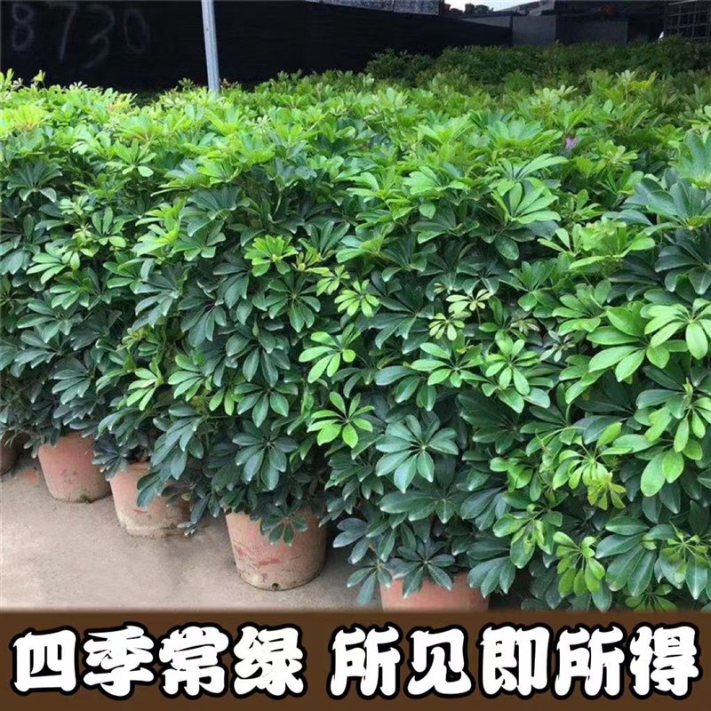 鸭脚木盆栽鸭掌木树苗老桩大绿植八方来财室内客厅旺宅植物招财树