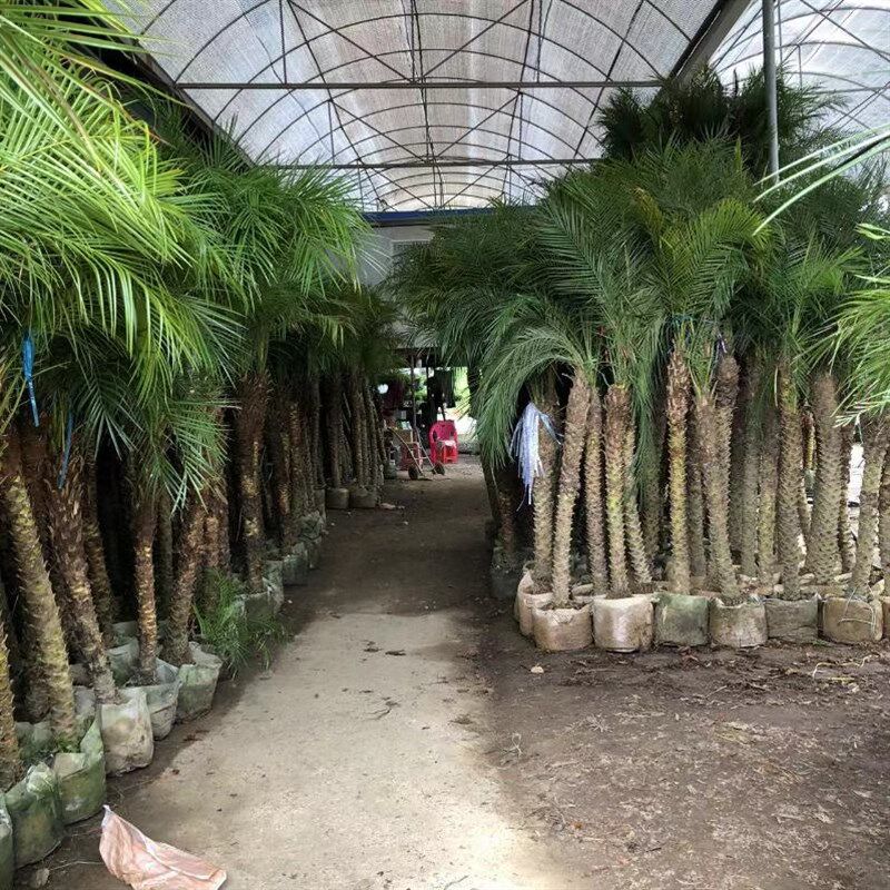 针葵椰子树植物小苗树苗盆栽棕榈树耐寒庭院庆祥大型绿植客厅盆景