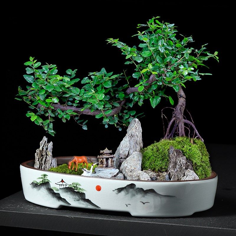 紫砂胎长方形大口径造景花盆手绘陶瓷盆景盆绿植飘枝多肉老桩拼盘,鲜花速递/花卉仿真/绿植园艺,花盆,淘宝优惠券,粉丝福利购,淘宝优惠卷