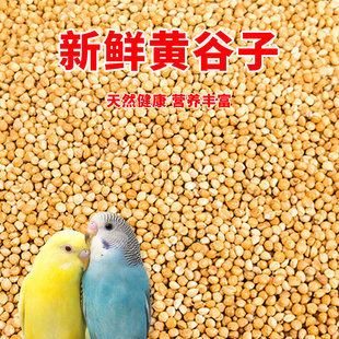 饲料鸟粮新黄谷子带壳小米虎皮饲料玄凤牡丹专用鸟食粮食