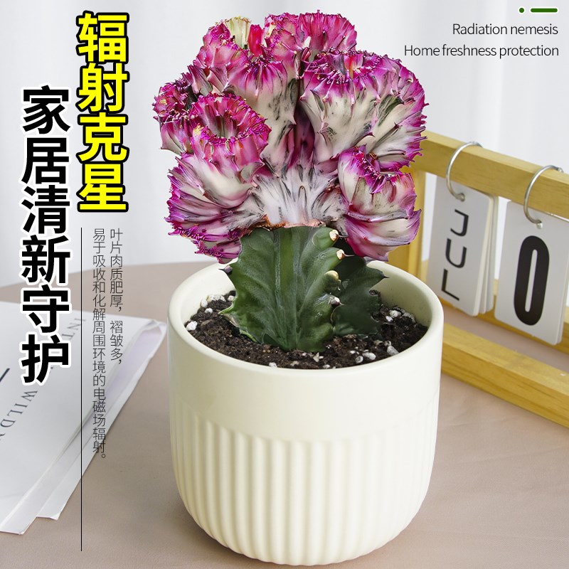 玉麒麟多肉植物精品室内小盆栽办公桌招财摆件彩麒麟名贵绿植花卉图片