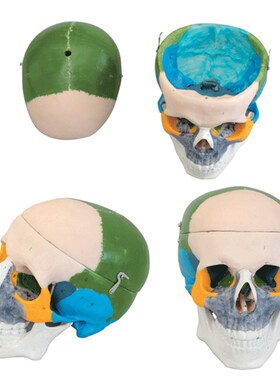 成人头颅骨骨性着色模型A11111/1