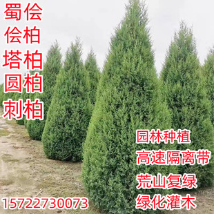 塔柏树苗蜀侩树苗侩柏树苗侧柏树苗刺柏树苗荒山复绿速公路绿化