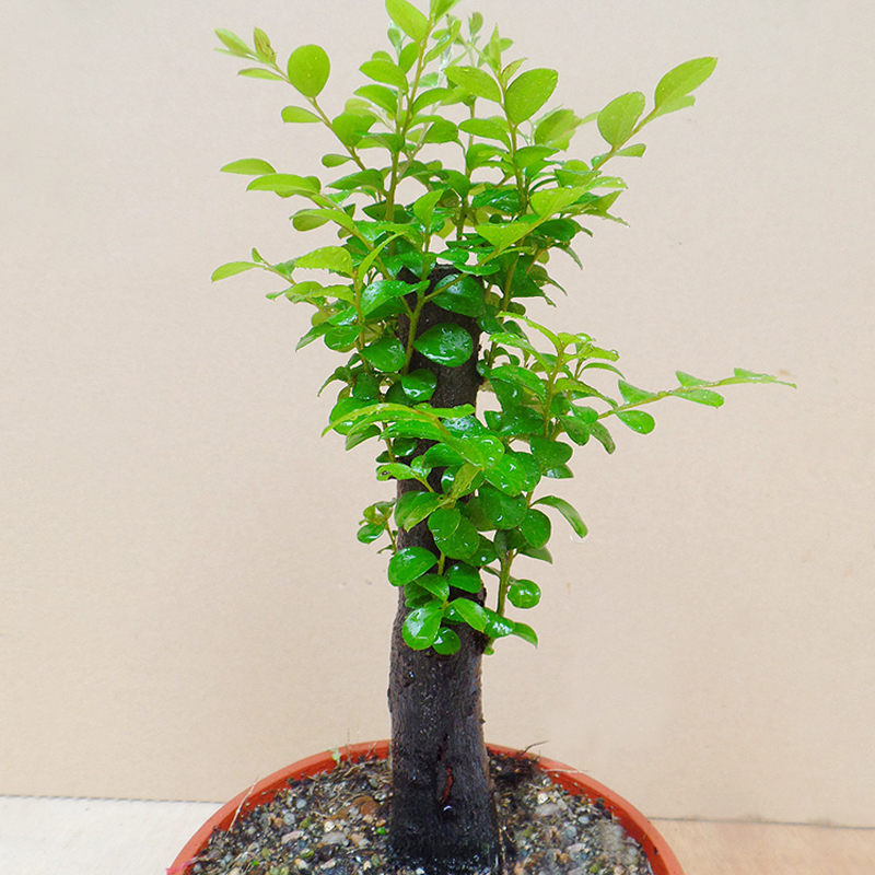 名贵小叶紫檀盆景树苗室内植物办公室绿植四季常青客厅盆栽包邮