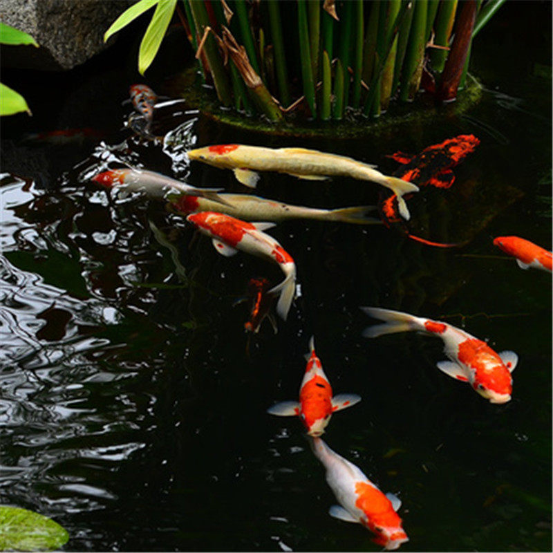 庭院池塘防水专用鱼塘防渗膜 别墅园林景观防水膜 水池鱼池防水布,农机/农具/农膜,农用薄膜,淘宝优惠券,粉丝福利购,淘宝优惠卷