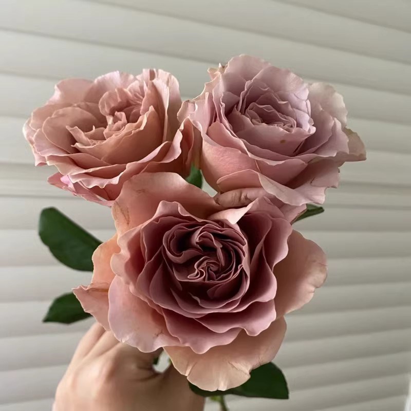 拿铁咖啡月季花苗特大花卉植物室内阳台盆栽玫瑰四季开花好养易活