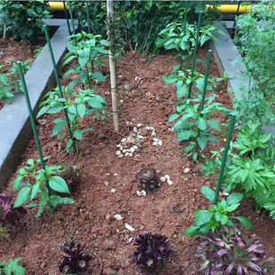 园艺植物支架包塑钢管黄瓜番茄爬藤支撑杆花卉藤蔓爬藤花支柱支架