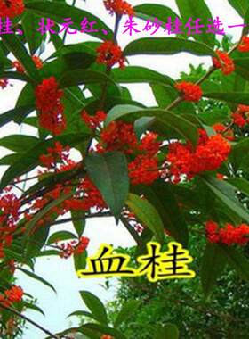 桂花树苗浓香型血桂状元红朱砂桂八月桂金桂盆栽庭院大树沉香桂