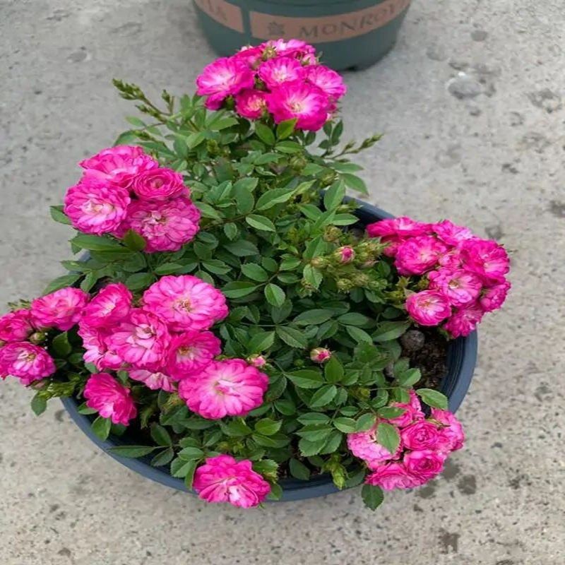 小型灌木迷你型微月月季紫红微月四季蔷薇玫瑰花卉盆栽庭院阳台,鲜花速递/花卉仿真/绿植园艺,月季/蔷薇/玫瑰,淘宝优惠券,粉丝福利购,淘宝优惠卷