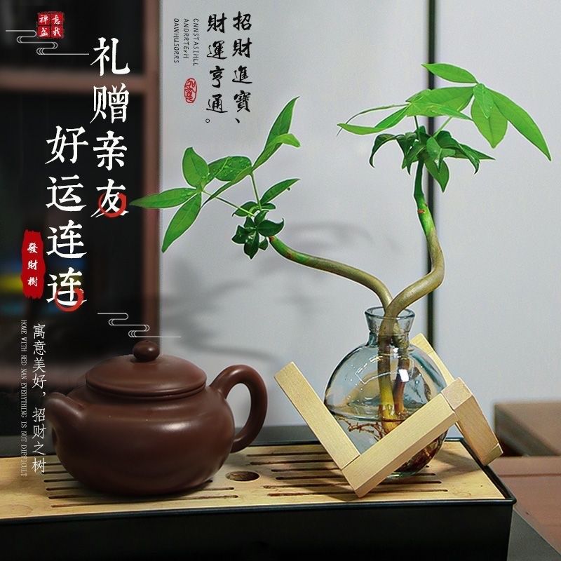 发财树小盆栽水培植物室内桌面绿植客厅招财树四季常青办公室好养,鲜花速递/花卉仿真/绿植园艺,绿植,淘宝优惠券,粉丝福利购,淘宝优惠卷