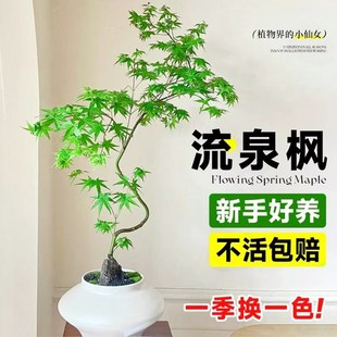 流泉枫盆栽室内植物造型枫树盆景客厅桌面摆件花卉绿植四季好养活