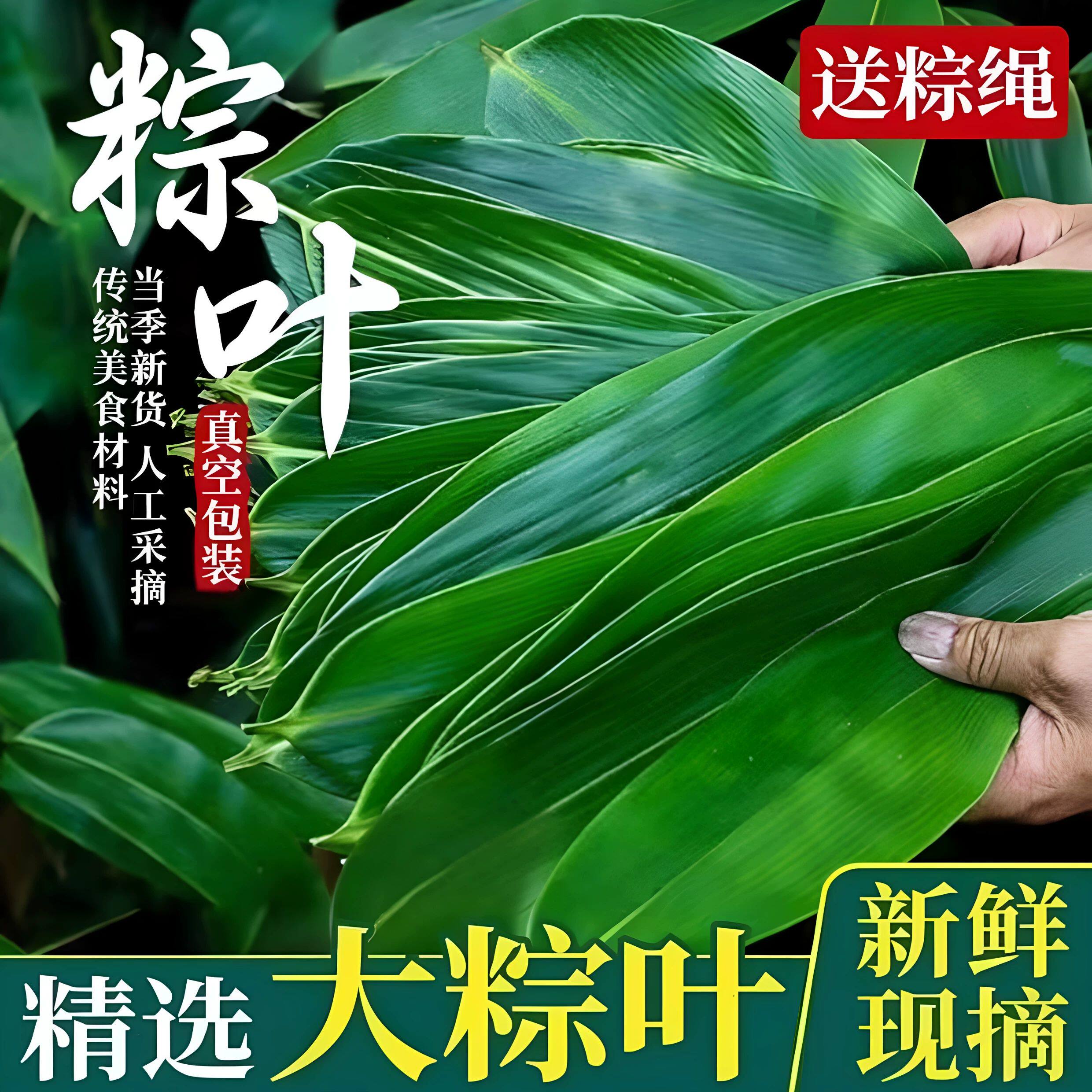 现采新鲜！箬叶粽叶天然野生大叶片家用包粽清香耐煮真空装旗舰店
