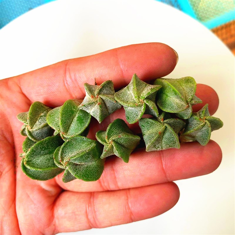 实生仙人球小苗组合套餐仙人掌多肉植物室内花卉小盆栽DIY星兜花