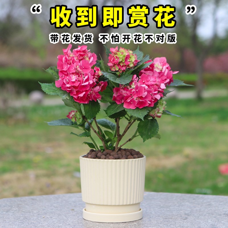 绣球花苗无尽夏盆栽带花特大老庄室内阳台庭院四季开花卉绿植植物