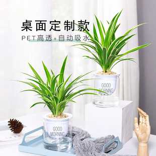 金边吊兰垂吊植物室内花卉盆栽青叶吊兰带花盆水养绿植好养易活