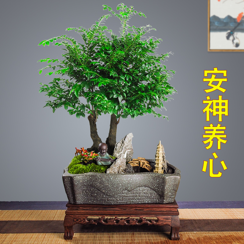 小叶紫檀盆景植物室内四季常青树苗镇宅花卉老桩老根木本绿植盆栽