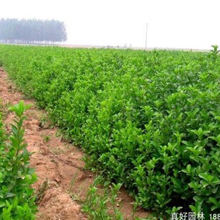 胶东卫矛树苗北方绿篱工程苗四季常青冬青卫矛绿化工程苗绿化苗木