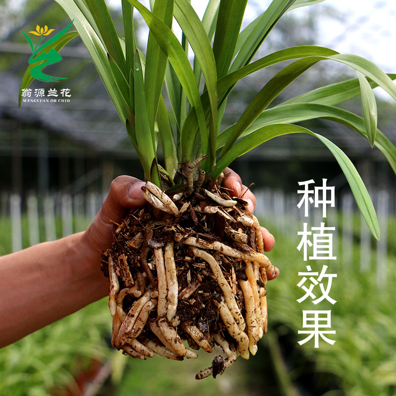 翁源兰花专用营养植料兰科专用透气通用兰花土不用腐熟好养兰药肥