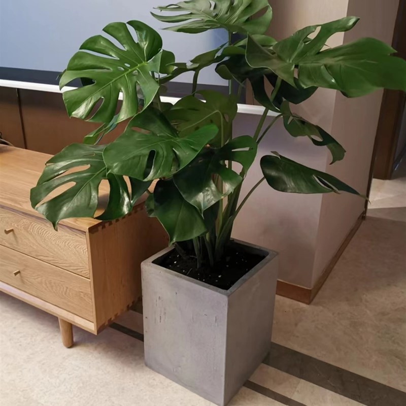 大叶龟背芋盆栽老桩无土水培植物春雨室内观叶桌面绿植耐阴好养活