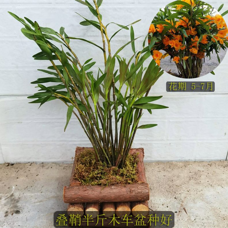 盆带毛竹木叶花叠木苏长种好金槌种好 鞘半斤 车钗鼓带球车石斛黑